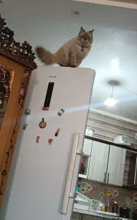 گربه پرشین کلاسیک