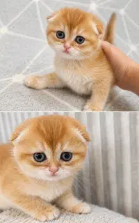 گربه های دوست داشتنی
