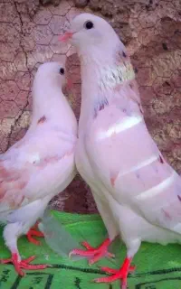 نرو ماده اسطوره