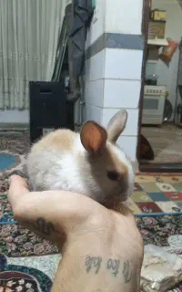 بچه خرگوش