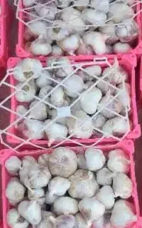 سیر خشک همدانی