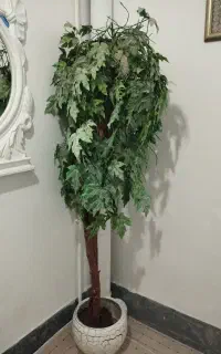 درختچه
