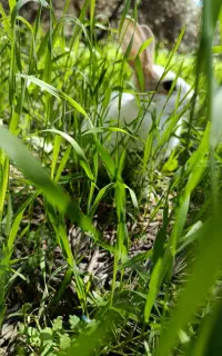 خرگوش خانگی