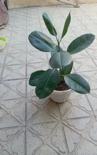 گل طبیعی