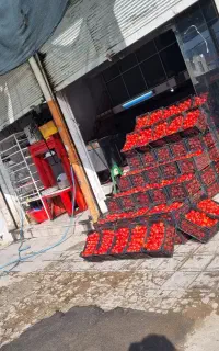 نیاز مند به یک شاگرد برای آبغوره گیری