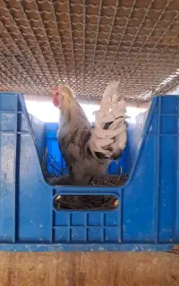 خروس