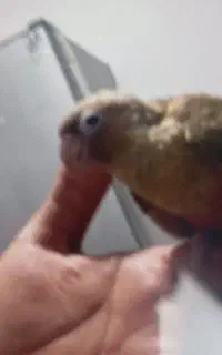 گرینچک