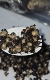 جوجه حلزون آلبینو آچاتینا