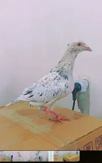 سلام هفرنگ زرد جوان خوشگل