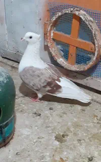 کبوتر انتیک