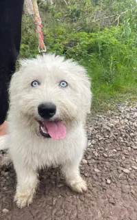 سگ تریر ماده مخصوص آپارتمان