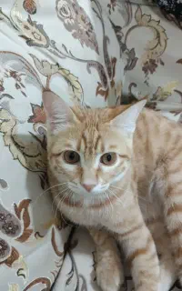 واگذاری گربه بیمار