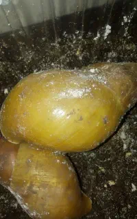 حلزون رایگان