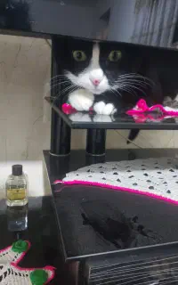 گربه ماده عقیم