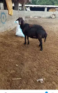 میش آبستن