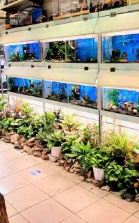 ماهی گوپی  کوی
