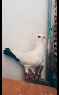 دمبی گوک گمشده