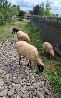 گوسفند جوان چاق و چله حدود ۴۰کیلویی همراه با قصاب