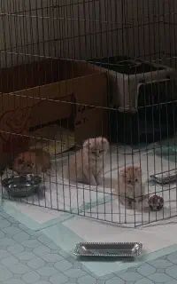 واگذاری گربه