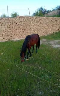 اسب