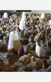 حراج بلدرچین