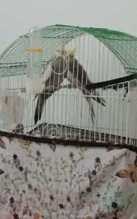 عروس هلندی سخنگو