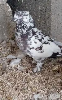 کبوتر گمشده