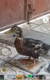 فروش به خاطر اینکه جا ندارم