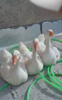غاز دونه ای ۴تومن