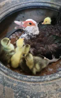 تعدادی اردک اسرائیلی ماده جهت فروش