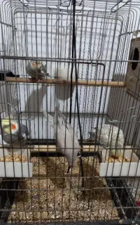 عروس هلندی