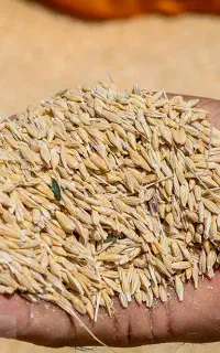 خرید و فروش گندم جو