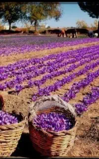 خشک کردن زعفران اتویی بدون دخالت دست
