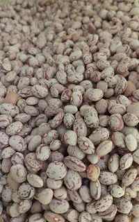 لوبیاچیتی درجه یک بوجارشده