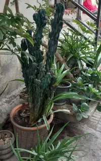 گل کاکتوس صخره ای