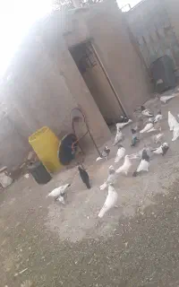 کبوتر نقش
