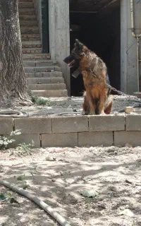 ژرمن