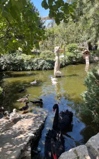 اردک کارولین ماندارین