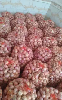 پیاز محلی