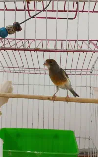 قناری ماده