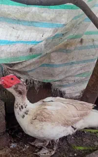 اردک اسرائلی نربزرگ ۱۸۰۰. خروس بزرگ سنگین وزن ۱۵۰۰