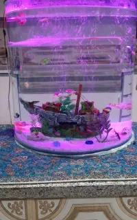 اکواریوم شرکتی