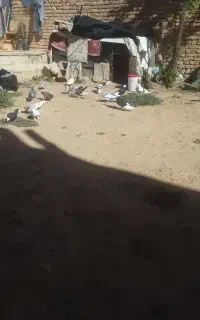 کبوتر