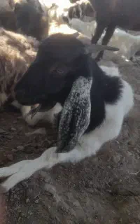 گوشت گوسفندی