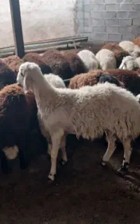 بره فروشی نمونه ۲۹عدد