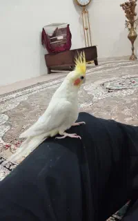 عروس هلندی