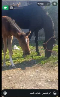اسب مادیون عرب خالص