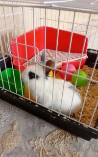 خرگوش مینیاتوری سفید مشکی