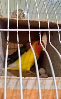 سالم و سرحال زیرقیمت