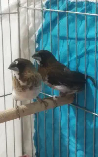 فنچ بنگالی نر 2عدد